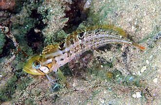 ภาพ ปลา venustris (Clinus venustris)