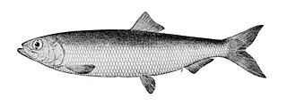 ภาพ ปลา pallasii (Clupea pallasii)