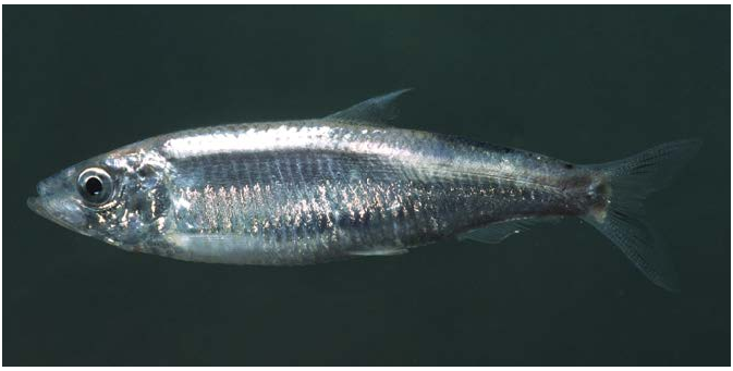 ภาพ ปลา cultriventris (Clupeonella cultriventris)