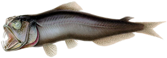 ภาพ ปลา atrata (Coccorella atrata)