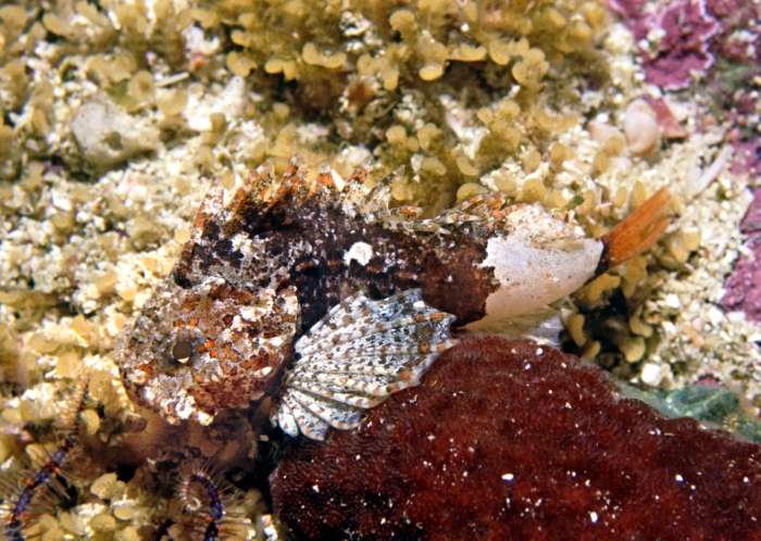 ภาพ ปลาแมงป่องใบไม้ gymnoderma (Coccotropsis gymnoderma)