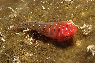 ภาพ ปลา bicolor (Cochleoceps bicolor)