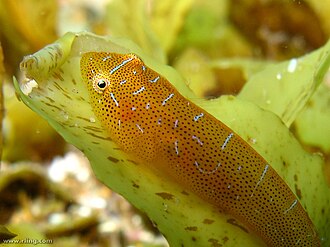 ภาพ ปลา orientalis (Cochleoceps orientalis)