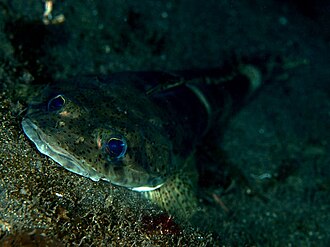 ภาพ ปลา crocodilus (Cociella crocodilus)