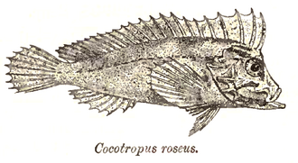 ภาพ ปลา roseus (Cocotropus roseus)