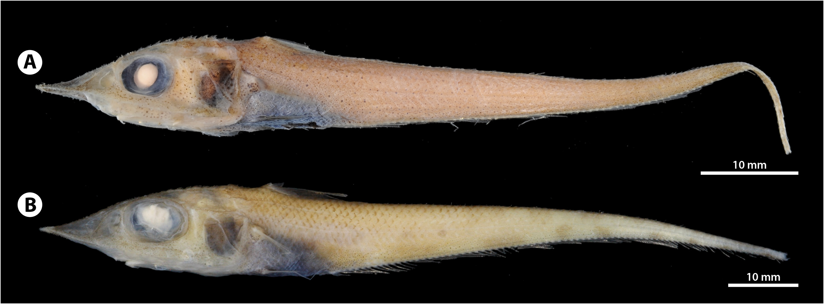 ภาพ ปลา hige (Coelorinchus hige)