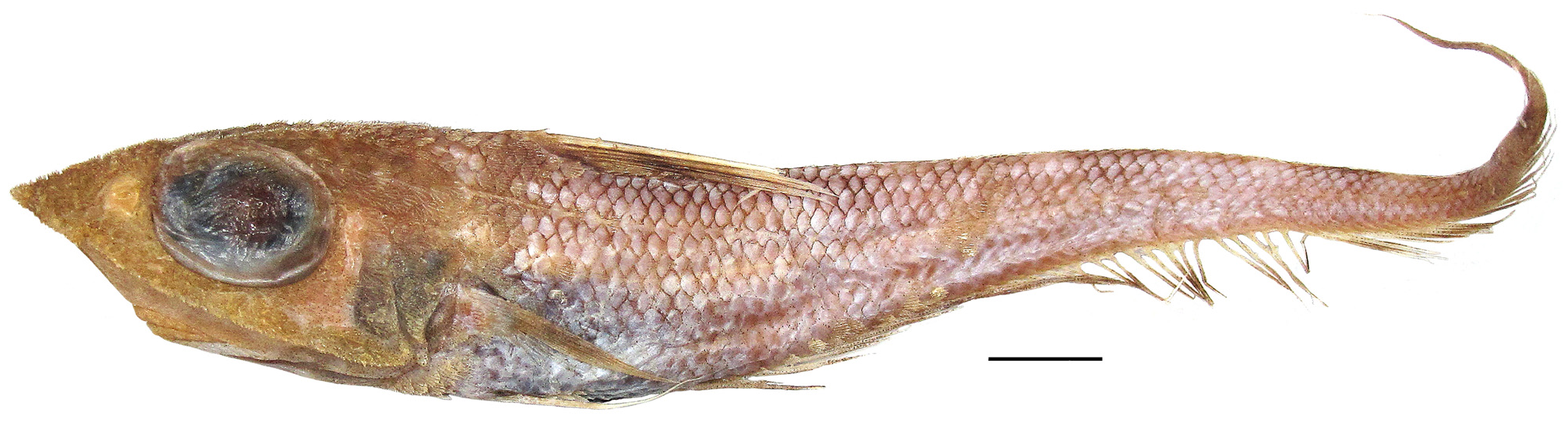 ภาพ ปลา inventionis (Coelorinchus inventionis)