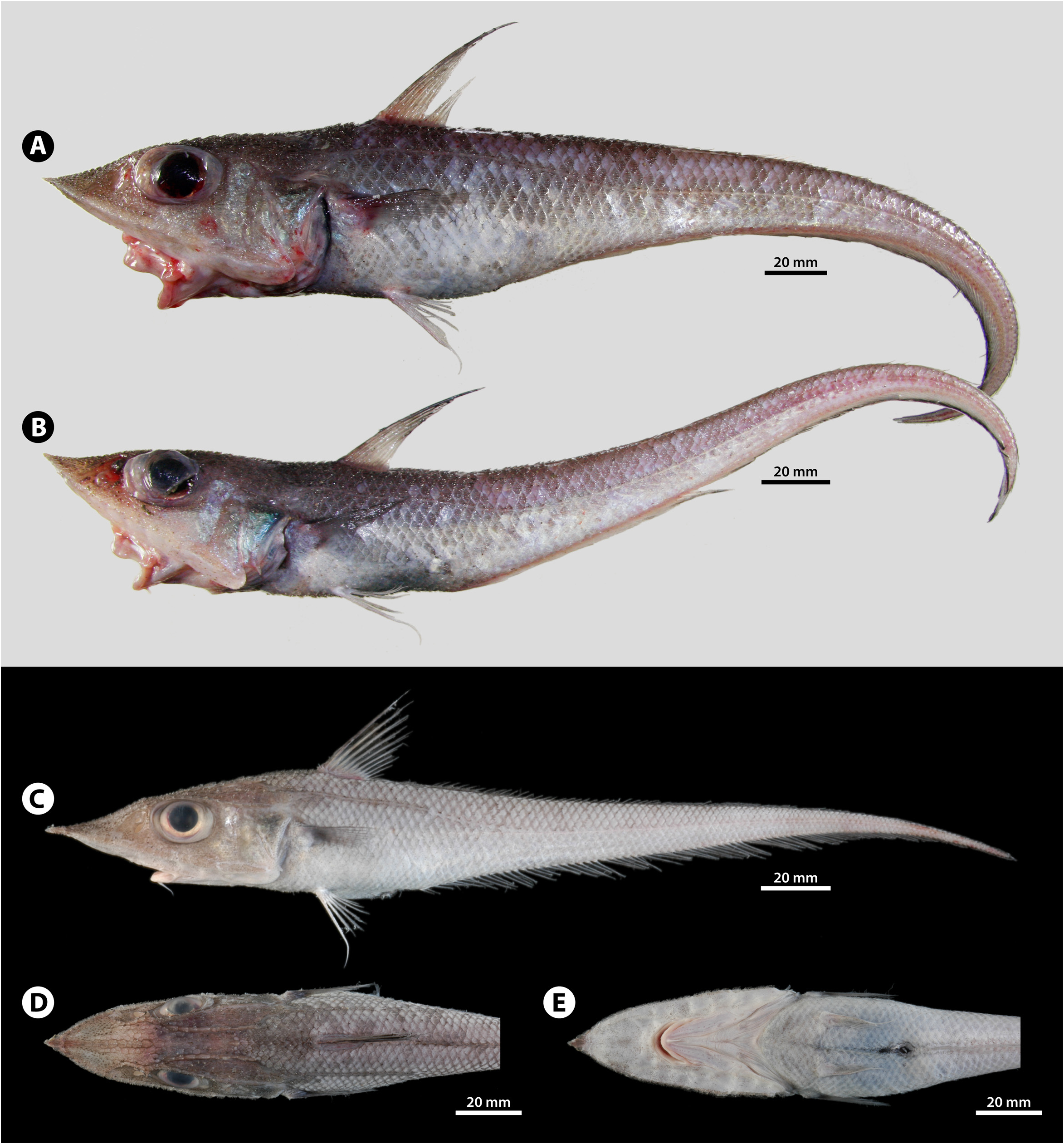 ภาพ ปลา lanceolatus (Coelorinchus lanceolatus)