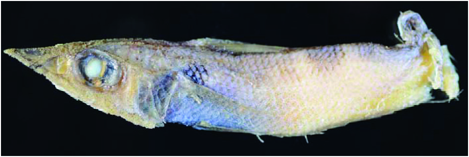 ภาพ ปลา notatus (Coelorinchus notatus)