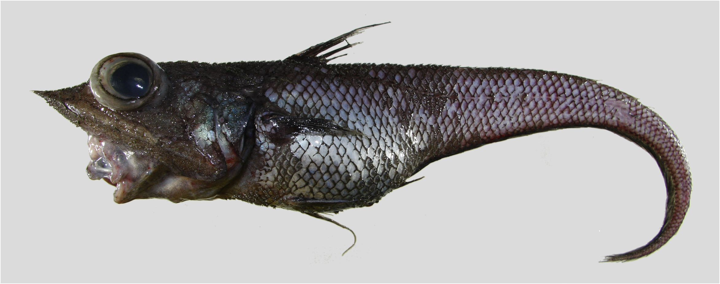 ภาพ ปลา nox (Coelorinchus nox)