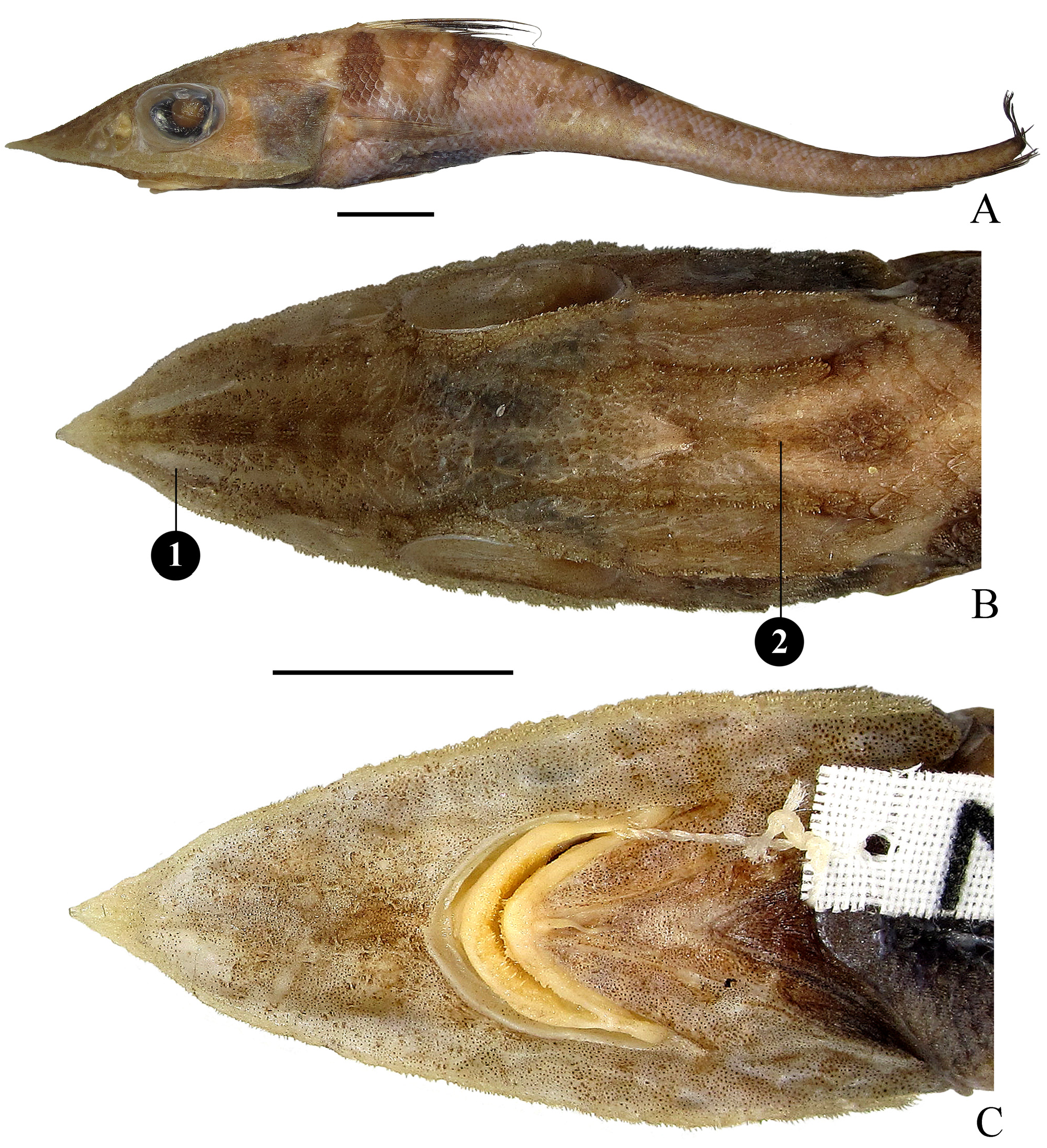ภาพ ปลา tricristiger (Coelorinchus tricristiger)
