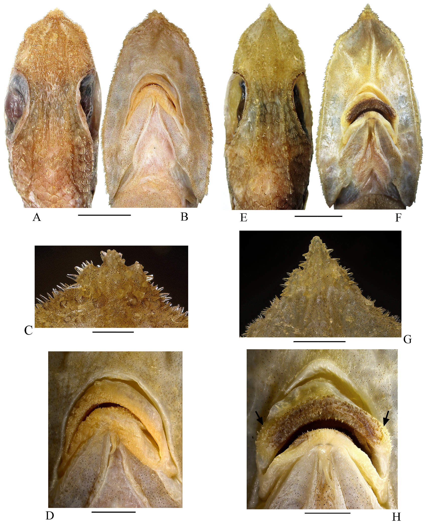 ภาพ ปลา vityazae (Coelorinchus vityazae)