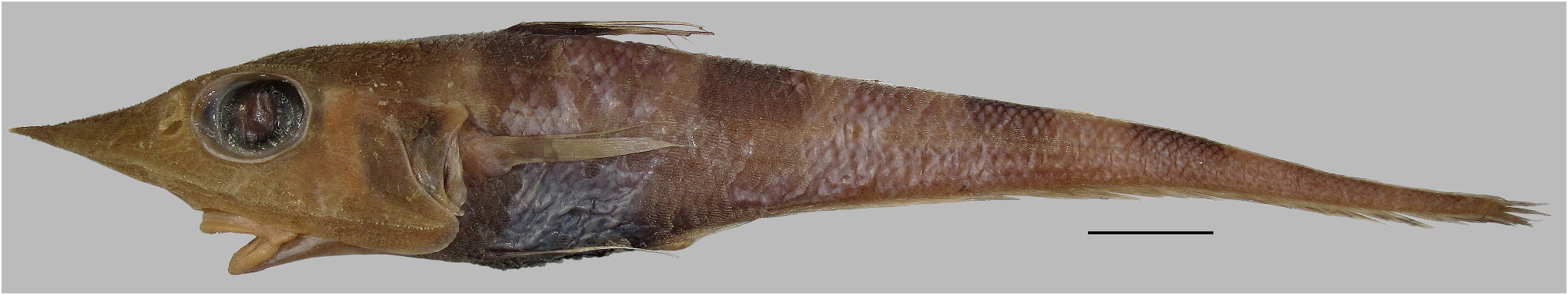 ภาพ ปลา zinjianus (Coelorinchus zinjianus)