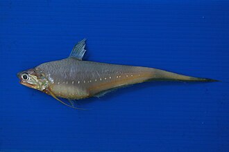 ภาพ ปลา dussumieri (Coilia dussumieri)