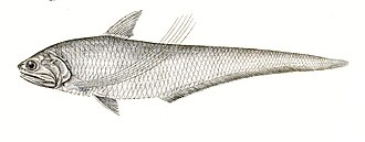 ภาพ ปลา ramcarati (Coilia ramcarati)