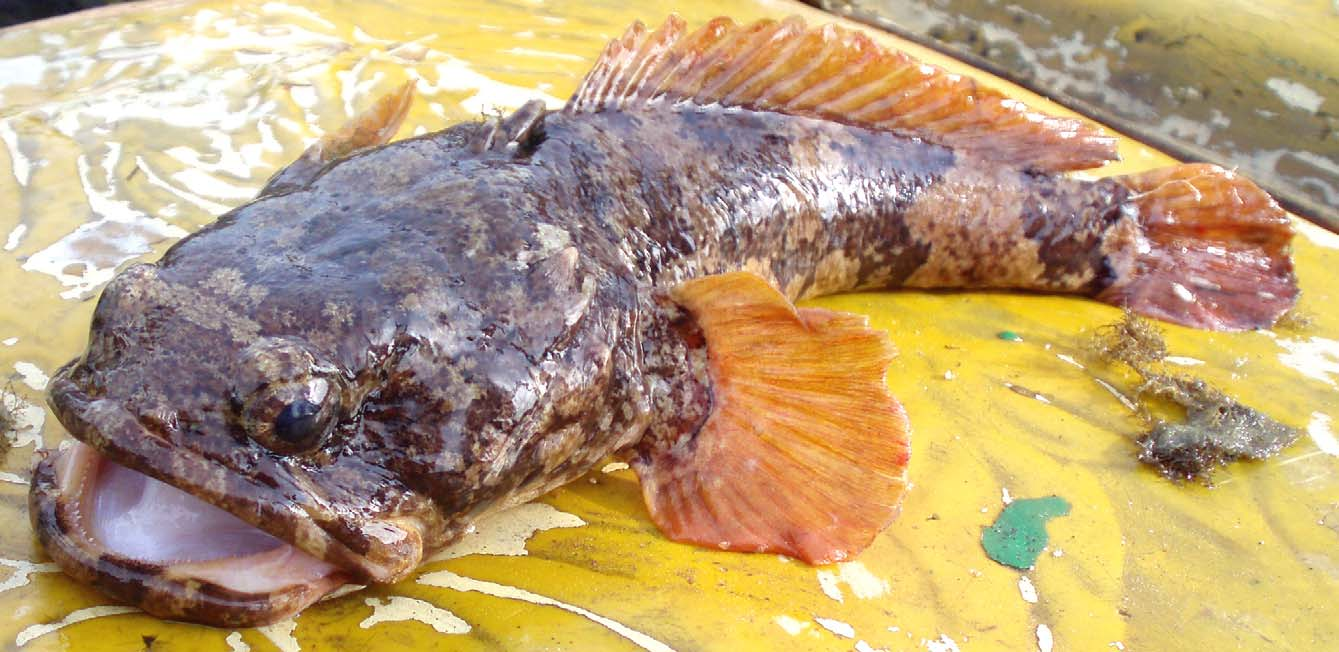 ภาพ ปลา flavipinnis (Colletteichthys flavipinnis)