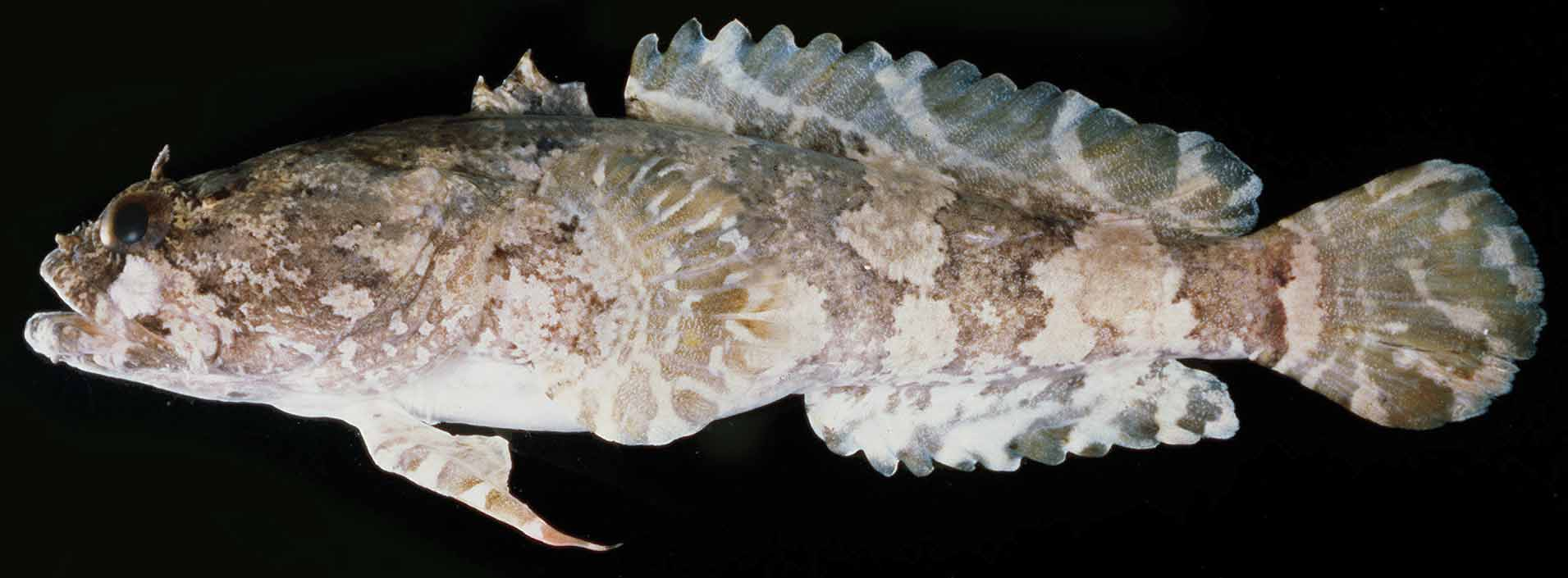 ภาพ ปลา occidentalis (Colletteichthys occidentalis)
