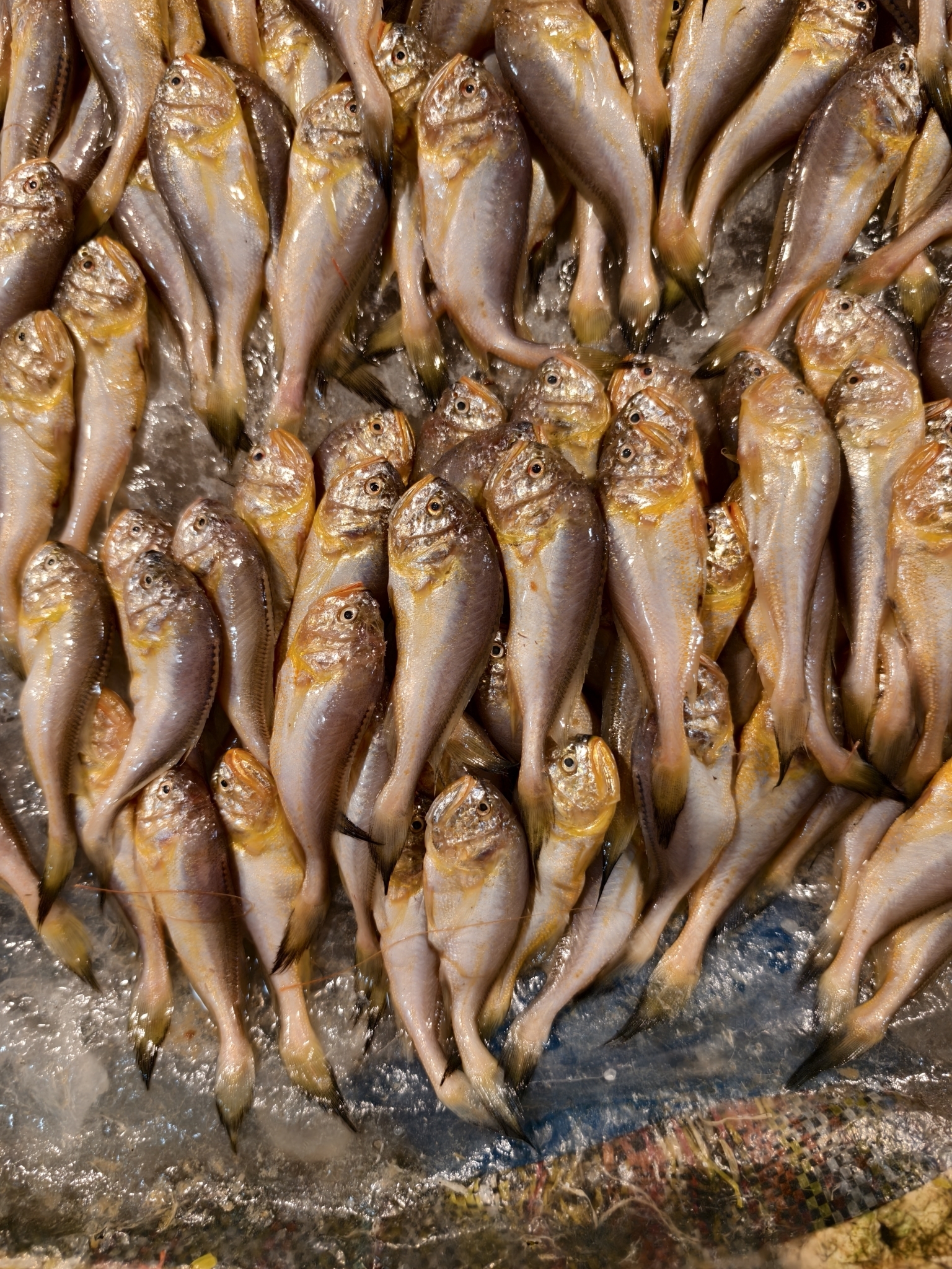 ภาพ ปลาจวด lucidus (Collichthys lucidus)