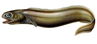 ภาพ ปลา raniceps (Coloconger raniceps)