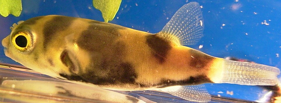 ภาพ ปลาปักเป้าน้ำจืดอเมริกาใต้ (Colomesus asellus)
