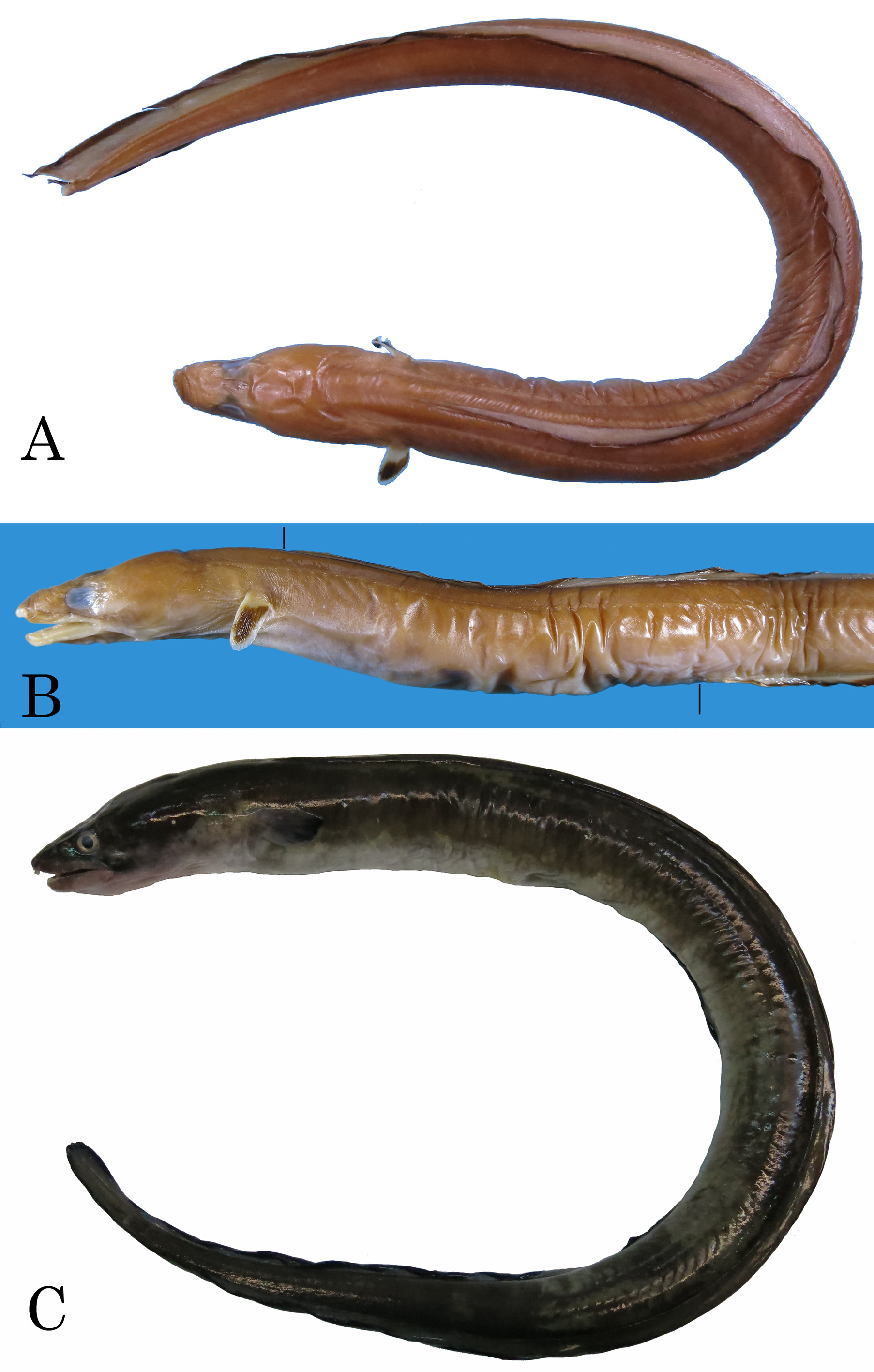 ภาพ ปลา cinereus (Conger cinereus)