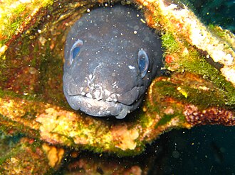 ภาพ ปลา conger (Conger conger)