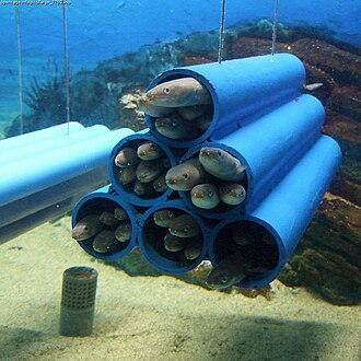 ภาพ ปลา japonicus (Conger japonicus)