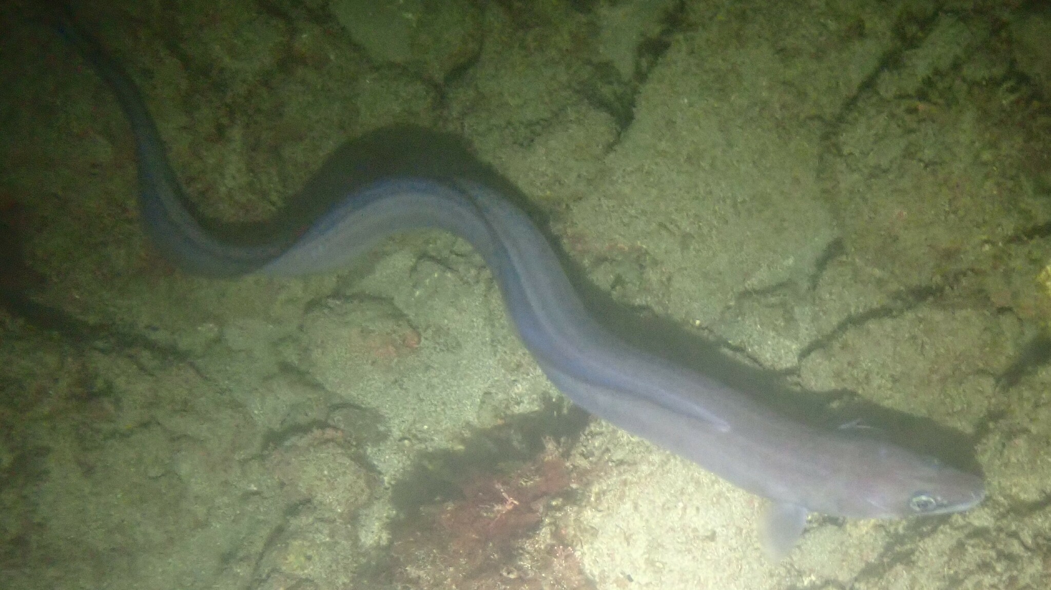 ภาพ ปลา jordani (Conger jordani)