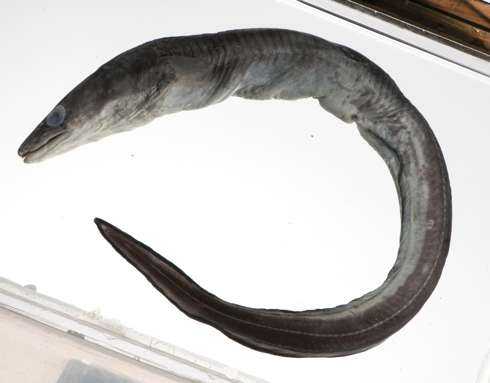 ภาพ ปลา macrocephalus (Conger macrocephalus)