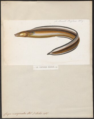 ภาพ ปลา marginatus (Conger marginatus)