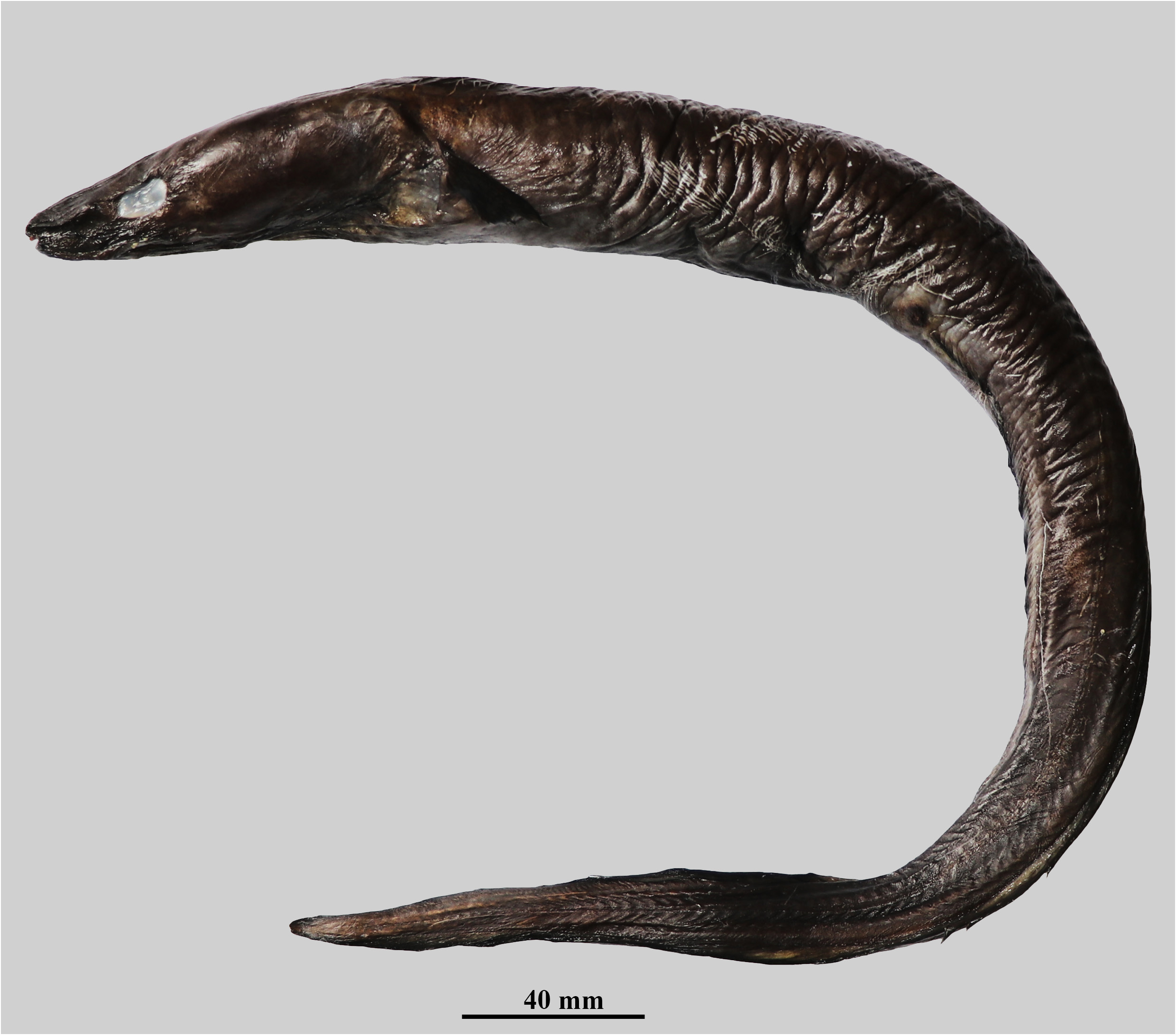 ภาพ ปลา melanopterus (Conger melanopterus)