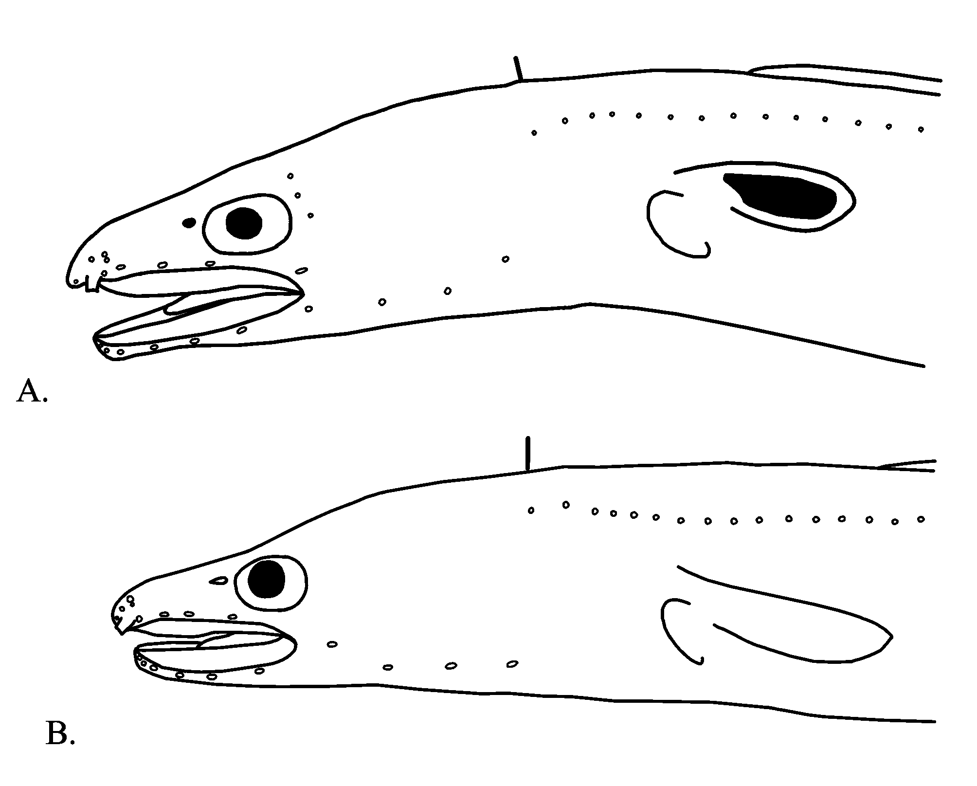 ภาพ ปลา myriaster (Conger myriaster)