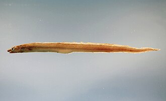 ภาพ ปลา oceanicus (Conger oceanicus)