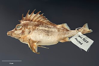 ภาพ ปลา coriaceus (Congiopodus coriaceus)