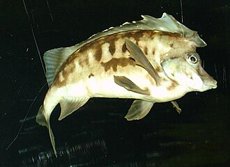 ภาพ ปลา leucopaecilus (Congiopodus leucopaecilus)