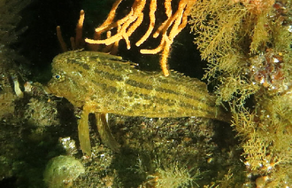ภาพ ปลา torvus (Congiopodus torvus)