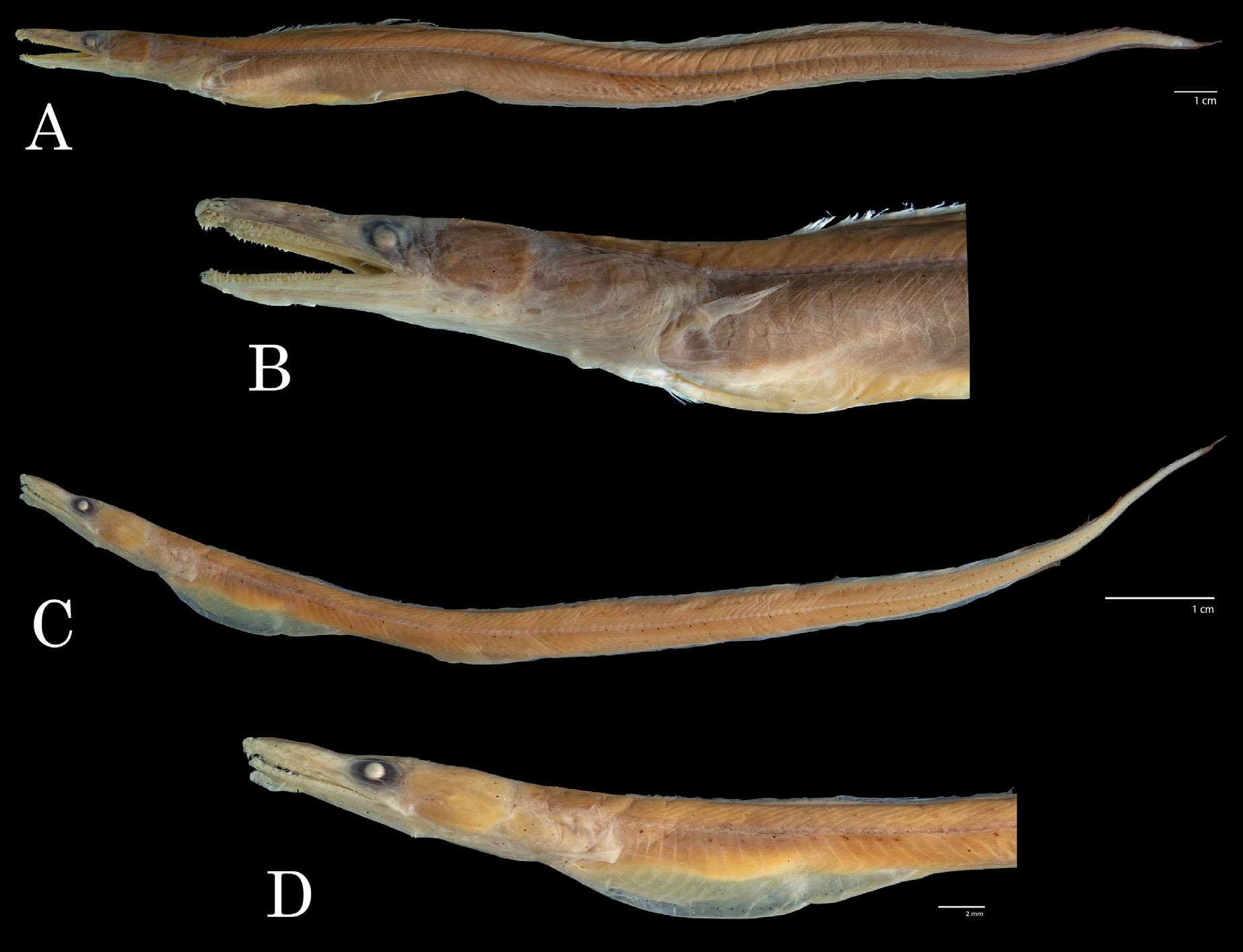 ภาพ ปลา talabonoides (Congrhynchus talabonoides)