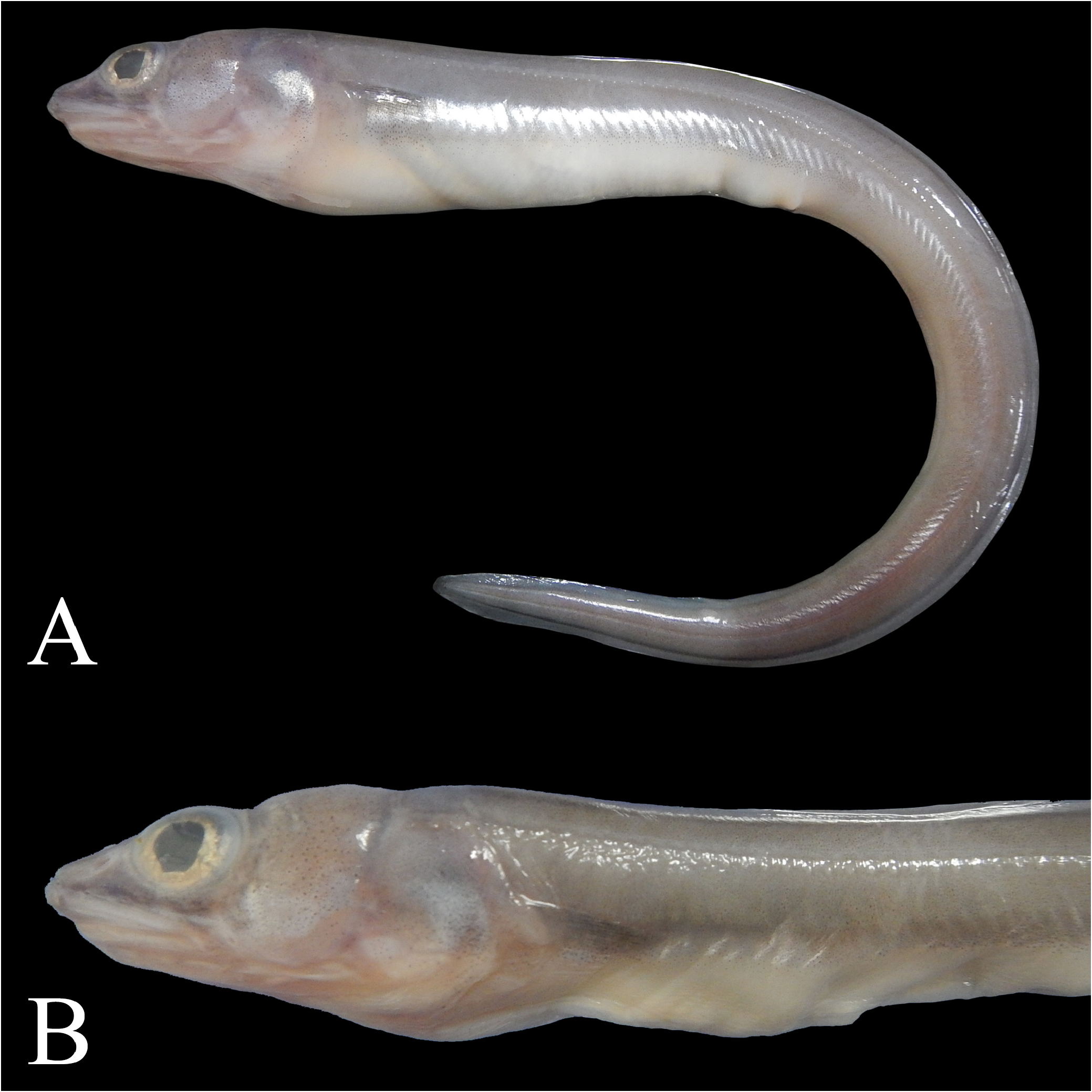 ภาพ ปลา maldivensis (Congriscus maldivensis)