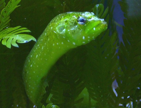 ภาพ ปลาไหลทราย (Congrogadus subducens)