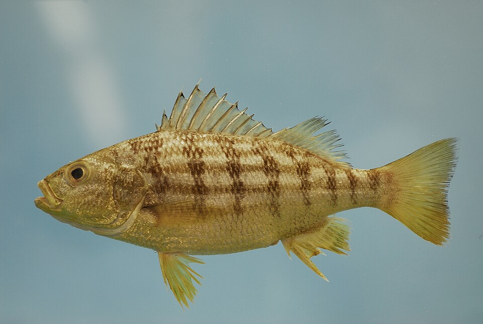 ภาพ ปลาสร้อยนกเขาลายขวาง (Conodon nobilis)