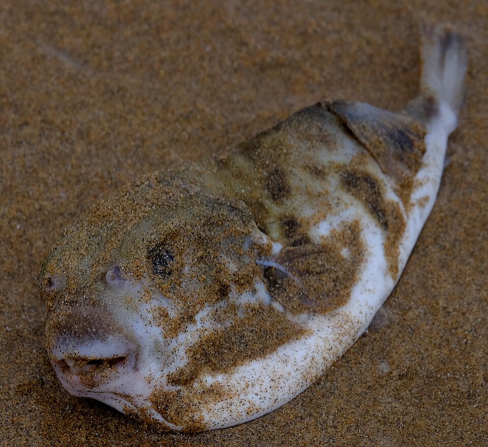 ภาพ ปลาปักเป้า brevicaudus (Contusus brevicaudus)
