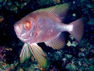 ภาพ ปลา japonicus (Cookeolus japonicus)