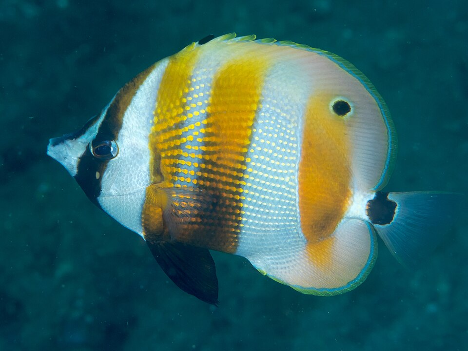 ภาพ ปลาผีเสื้อเกล็ดทองครีบยาว (Coradion chrysozonus)