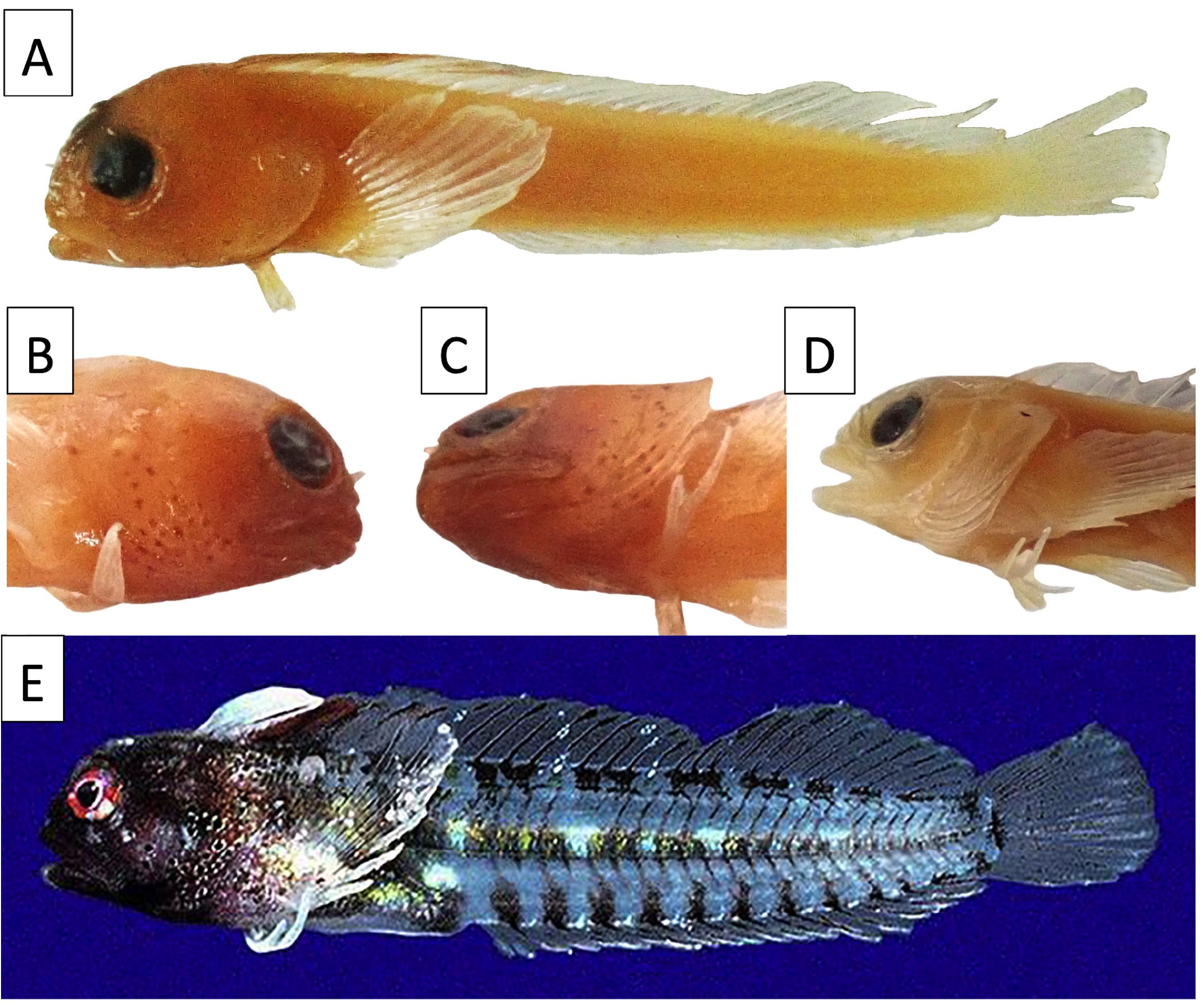 ภาพ ปลา clausus (Coralliozetus clausus)