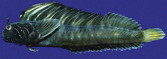 ภาพ ปลา micropes (Coralliozetus micropes)