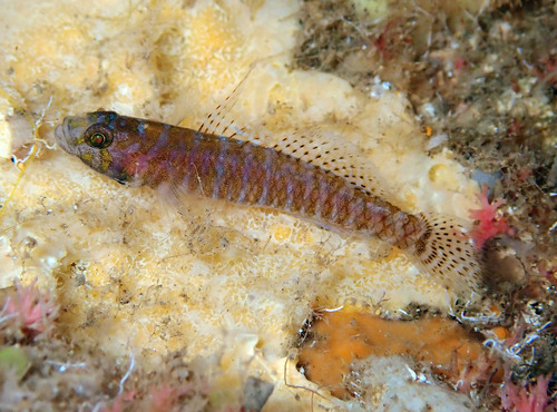 ภาพ ปลาบู่บู่ (Corcyrogobius liechtensteini)