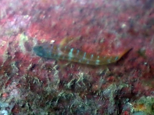 ภาพ ปลาบู่ lubbocki (Corcyrogobius lubbocki)