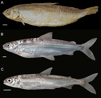 ภาพ ปลา albellus (Coregonus albellus)