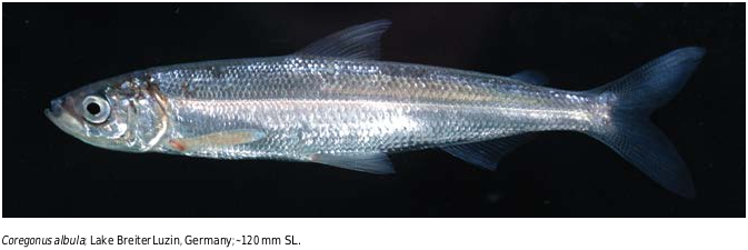 ภาพ ปลา albula (Coregonus albula)