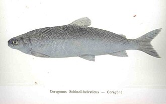 ภาพ ปลา alpinus (Coregonus alpinus)